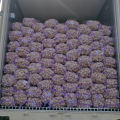 China Chinese Best Fresh Natural Garlic Price